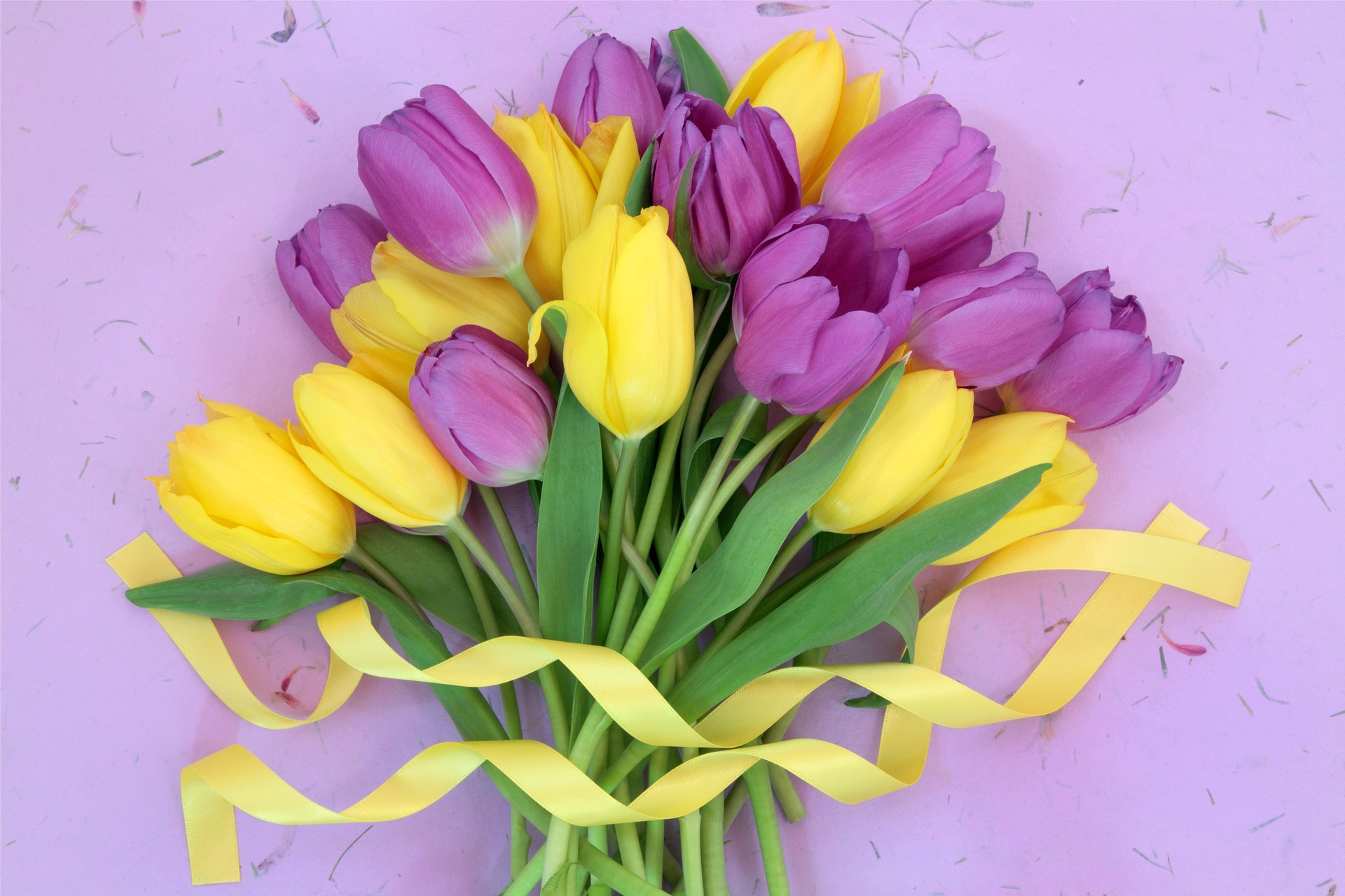 tulipes frais fleurs violet jaune bouquet ruban