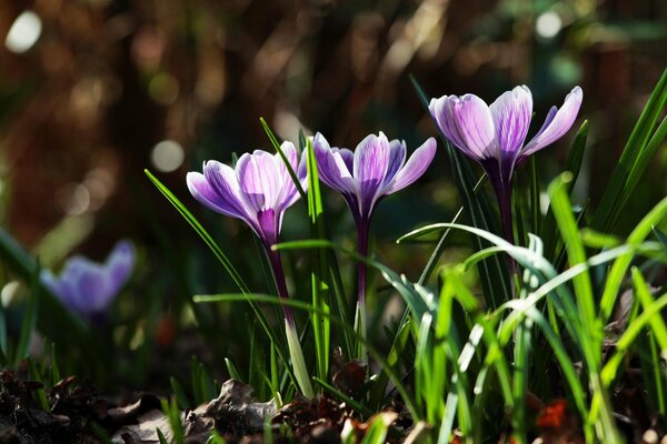 Réveil printanier des fleurs de Crocus