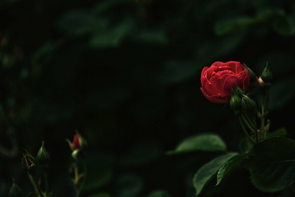 Beaux bourgeons de roses en fleurs