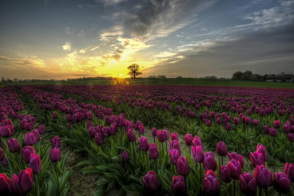 Champ de Tulipes au coucher du soleil