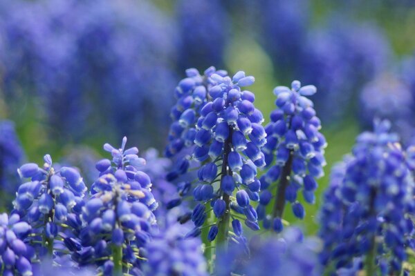 Fleurs lilas sur fond flou