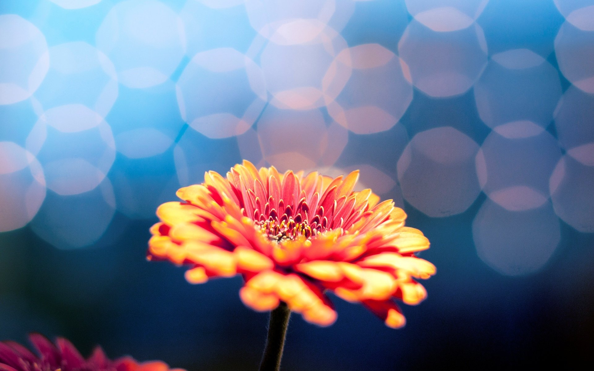 fleurs fleur fleur flou bokeh arrière-plan papier peint écran large plein écran écran large