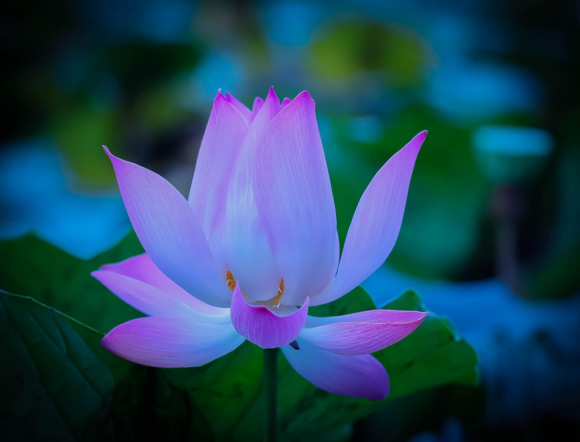 lotus tendresse pétales