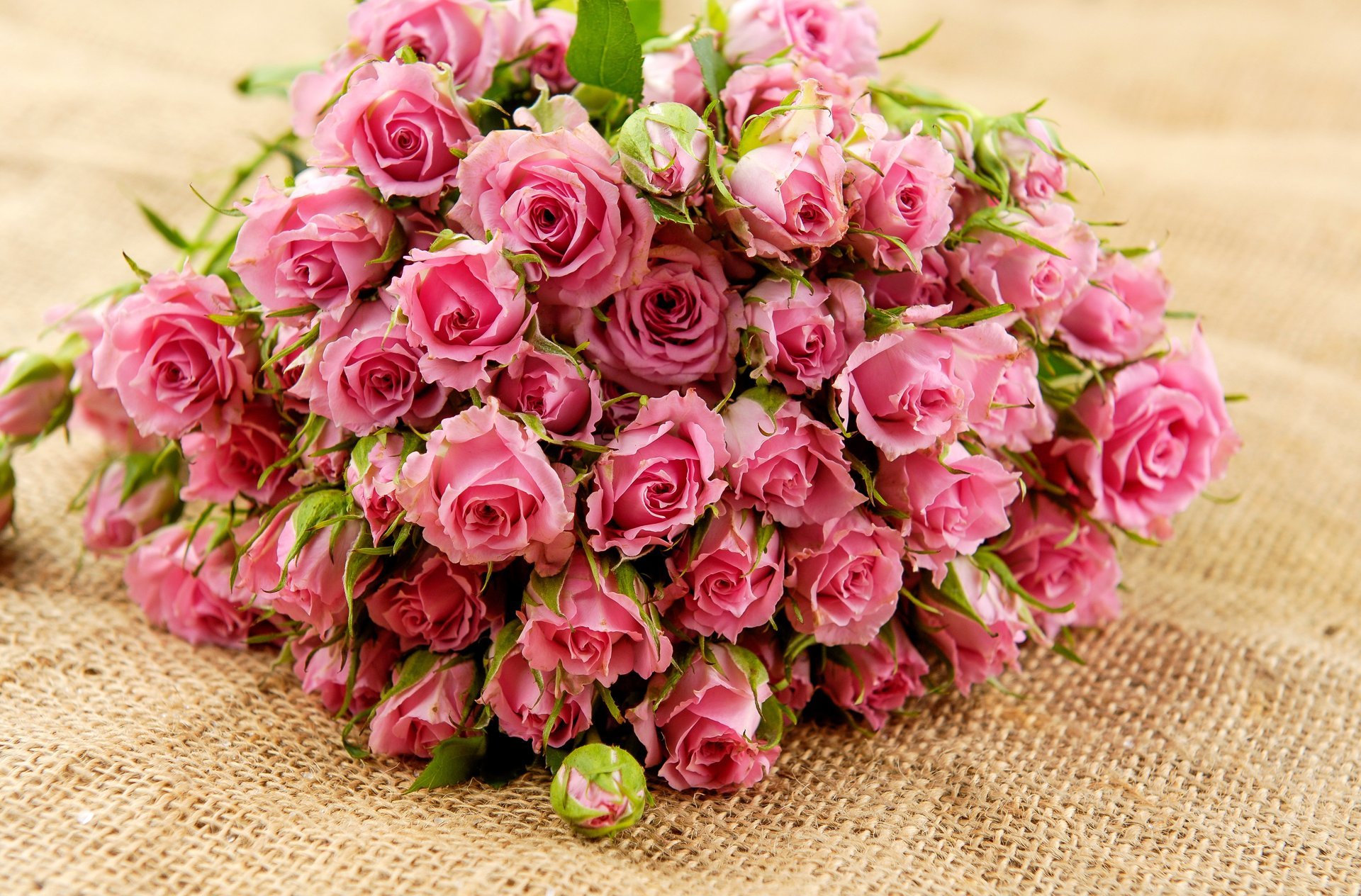 roses fleurs rose bouquet feuilles bourgeons pétales