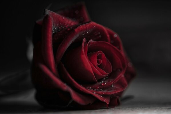 Macro d un bourgeon de rose en fleurs