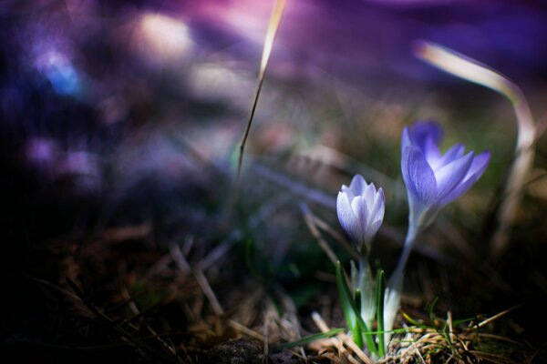 Crocus tendres dans l herbe de printemps