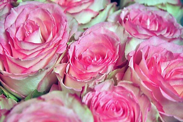 Roses blanches avec des bords roses de pétales