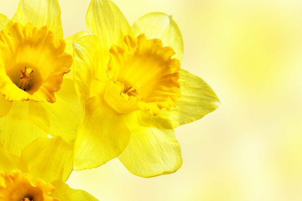 Jonquilles jaunes. Photo macro