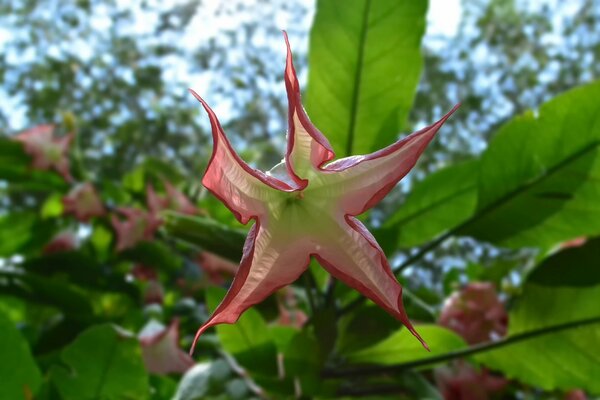 Fleur inhabituelle. fleur en forme d étoile