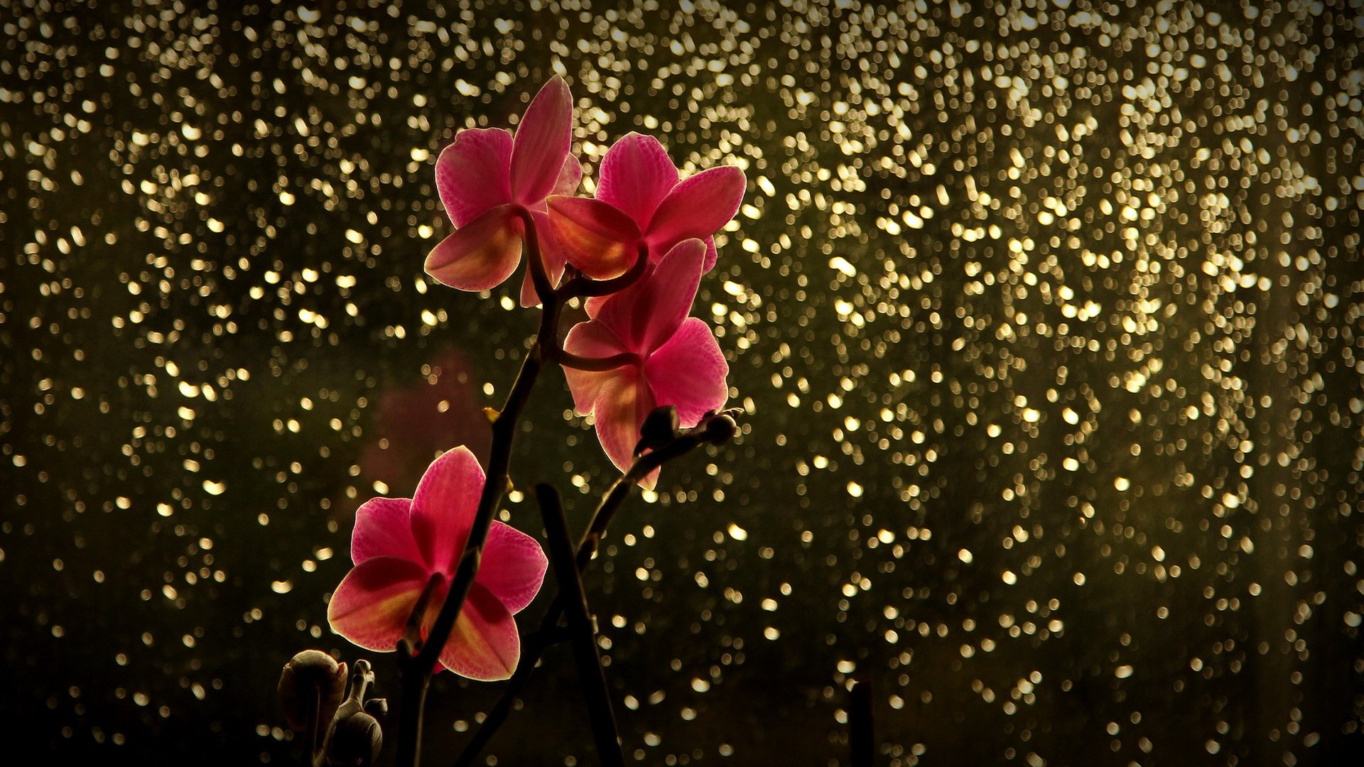 branche fleur orchidée rouge éblouissement