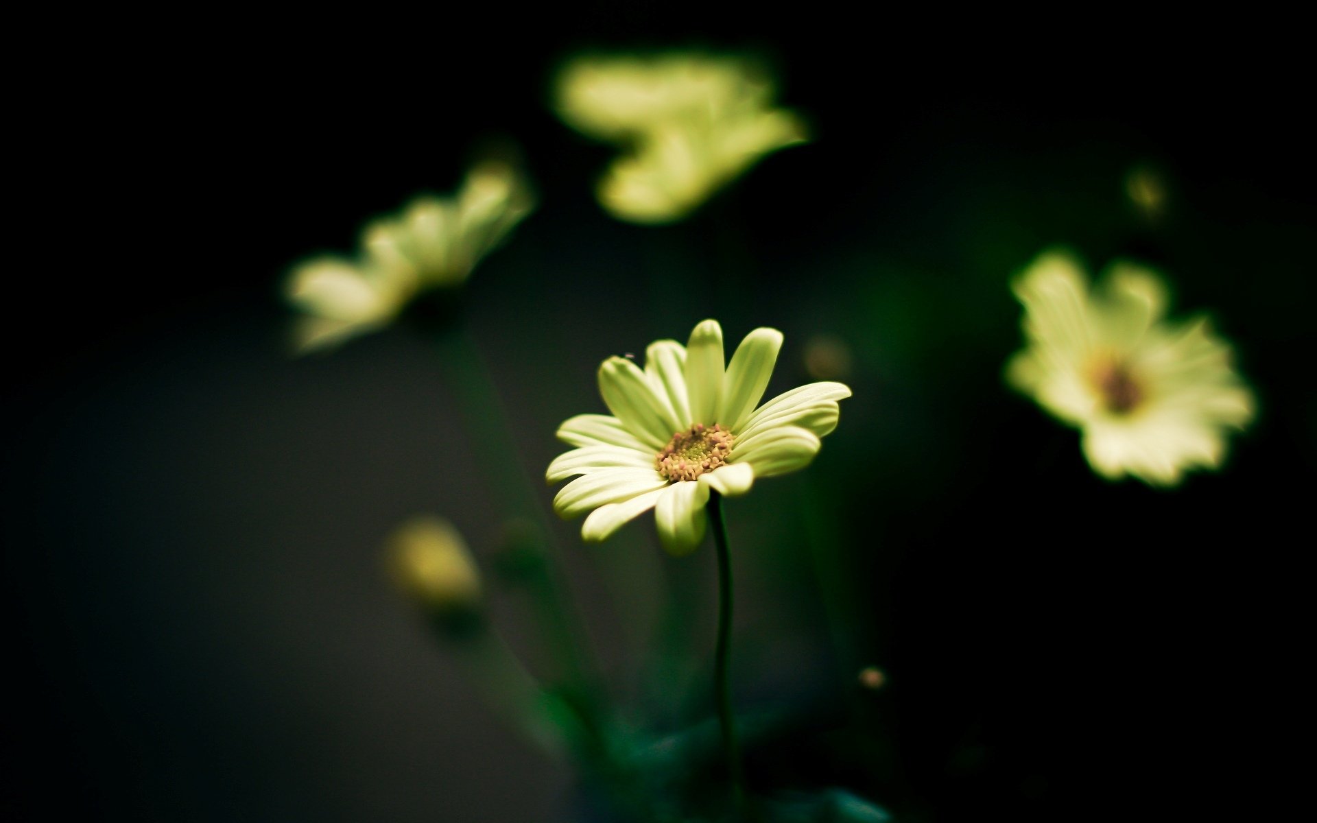 fleurs fleurs jaune fleur vert flou arrière-plan papier peint écran large plein écran écran large écran large