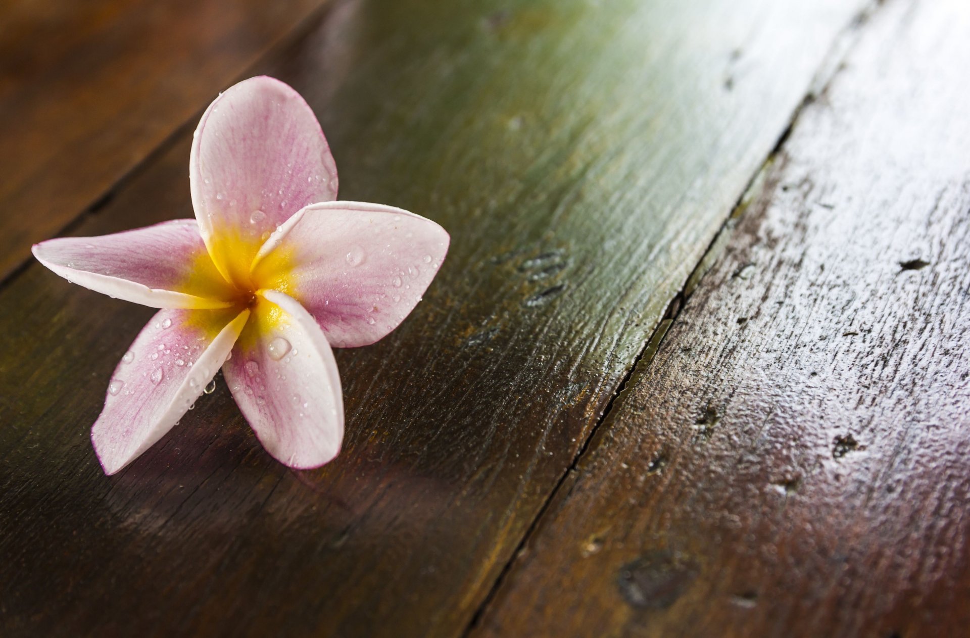 fleurs fleur frangipanier plumeria violet fond papier peint écran large plein écran écran large écran large