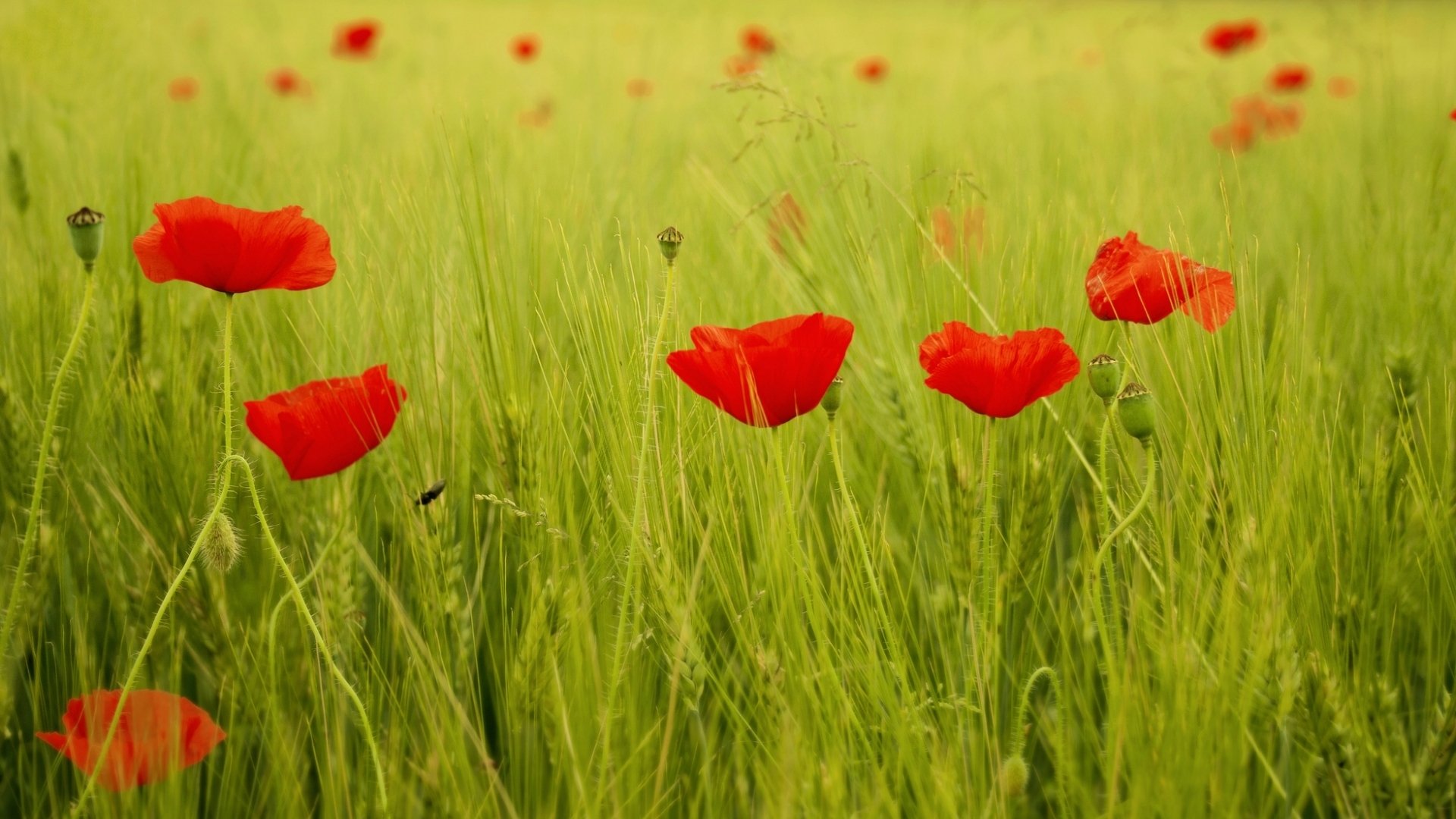 fleurs fleurs coquelicots coquelicots rouge champ feuilles verdure herbe fond papier peint écran large plein écran écran large écran large