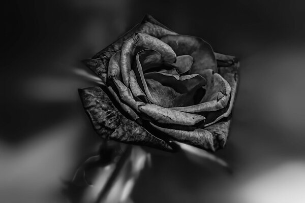 Rose grise sur fond noir et blanc