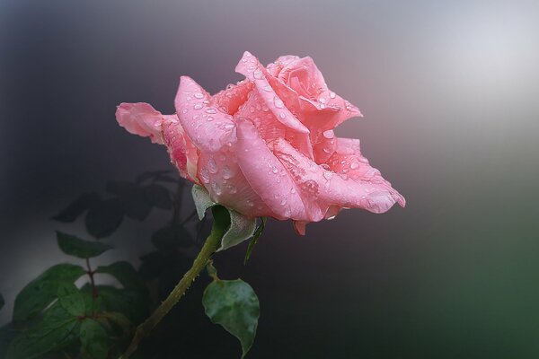 Fleur rose avec des gouttes de rosée