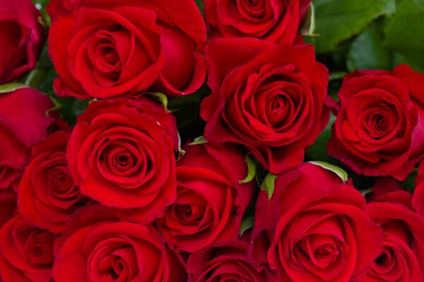 Bouquet de bourgeons de roses rouges
