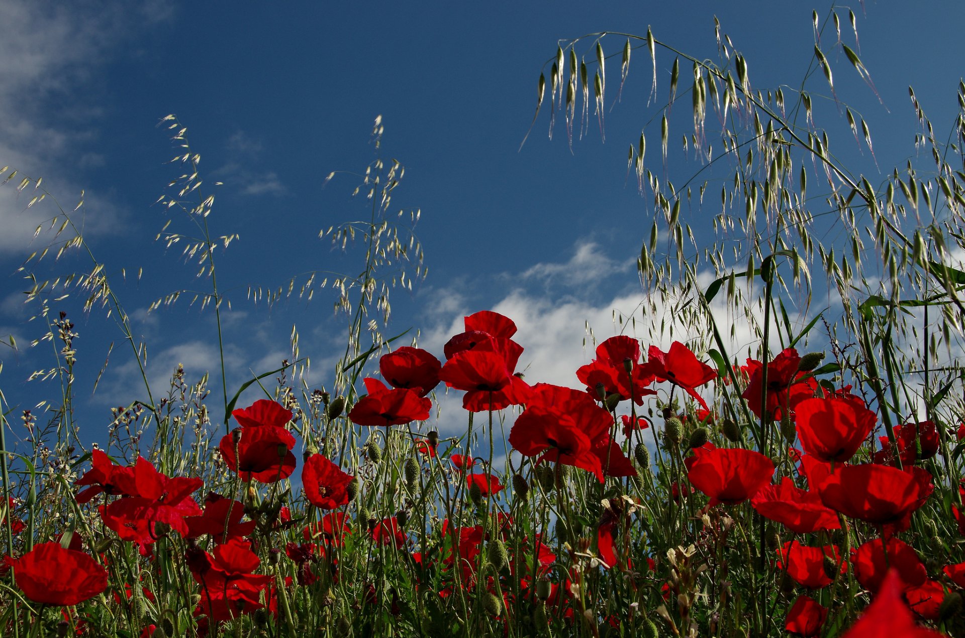 coquelicots champ prairie