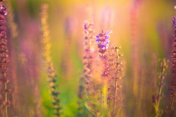 Fleurs roses et violettes dans le champ