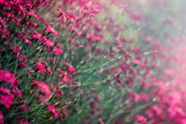 Fleurs violettes. Champ de fleurs. Flou