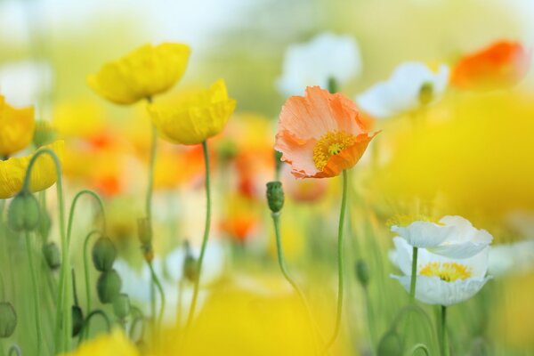 Fond naturel de coquelicots jaunes