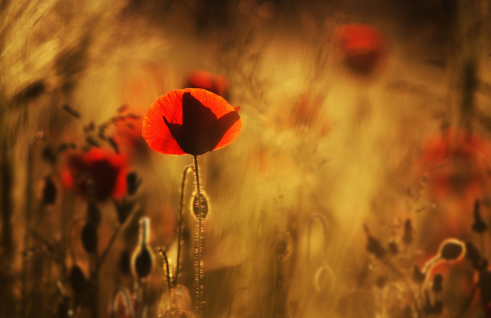 coquelicots rouge fleurs champ macro flou