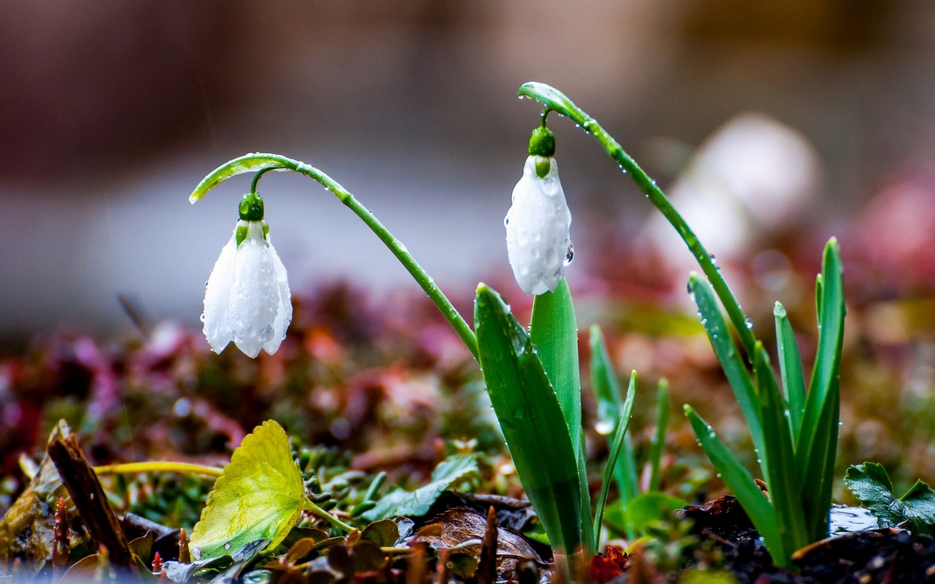 perce-neige printemps pluie