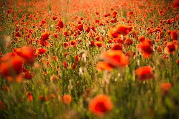Champ de coquelicots, fond d écran d ordinateur