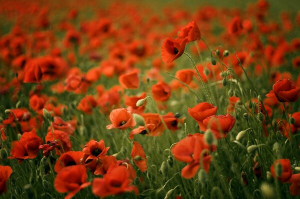 Champ de coquelicots rouges