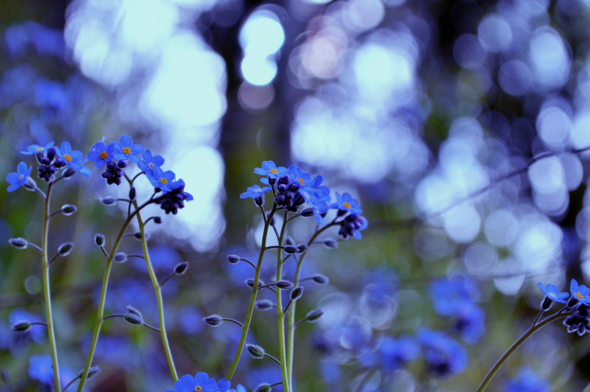 myosotis fleurs plantes herbe lumière couleur bleu éblouissement flou macro nature