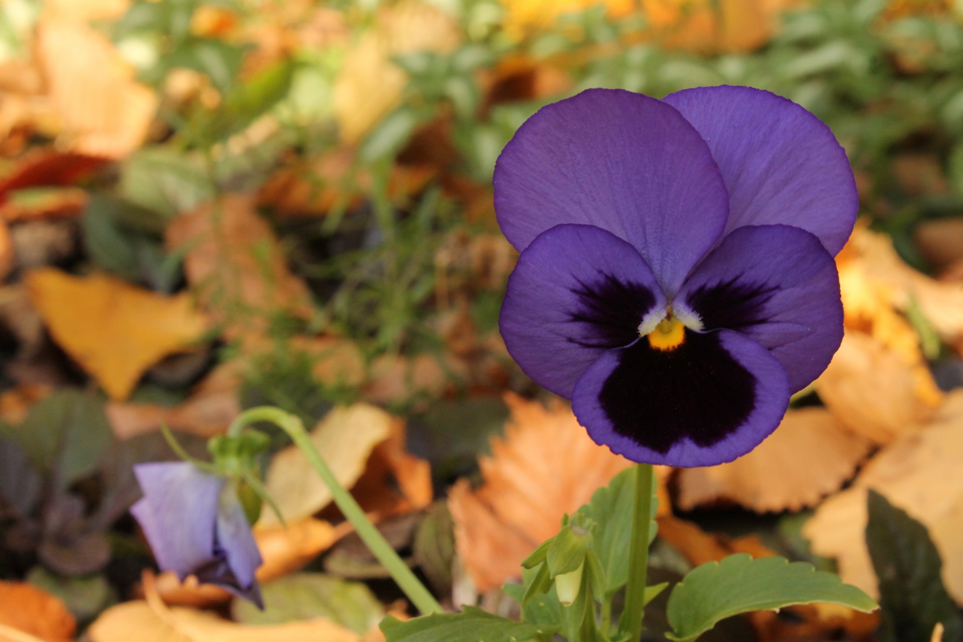 violet violet fleur automne