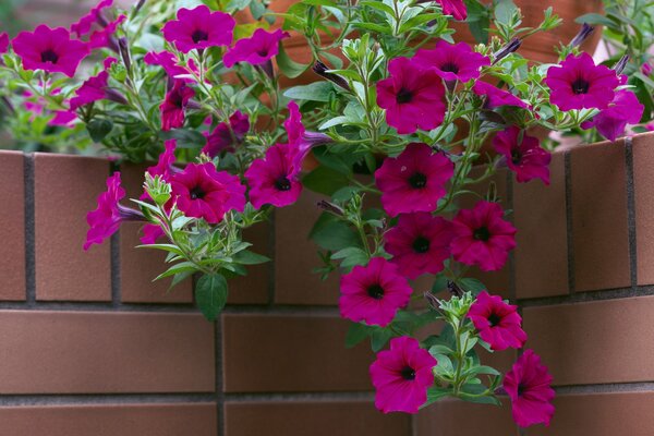 Tout pétunia dans un pot ou un panier décorera le jardin