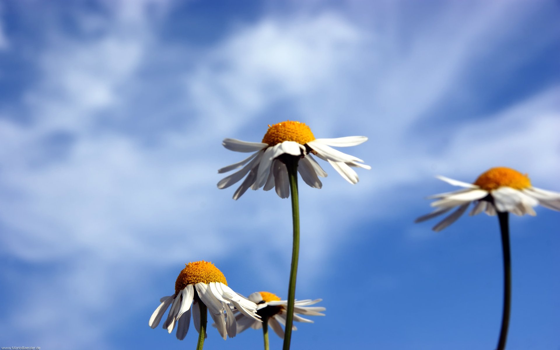 marguerites ciel nature