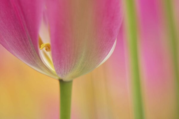 Photo de gros plan d une fleur de tulipe