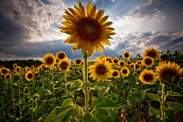 Tournesols d été au soleil dans le champ