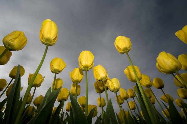 Les tulipes s étendent vers le ciel gris