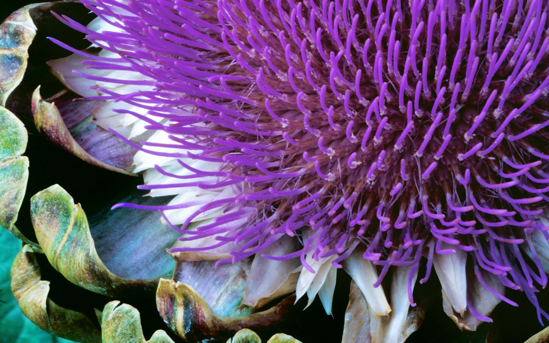 windows 7 sept plante fleur