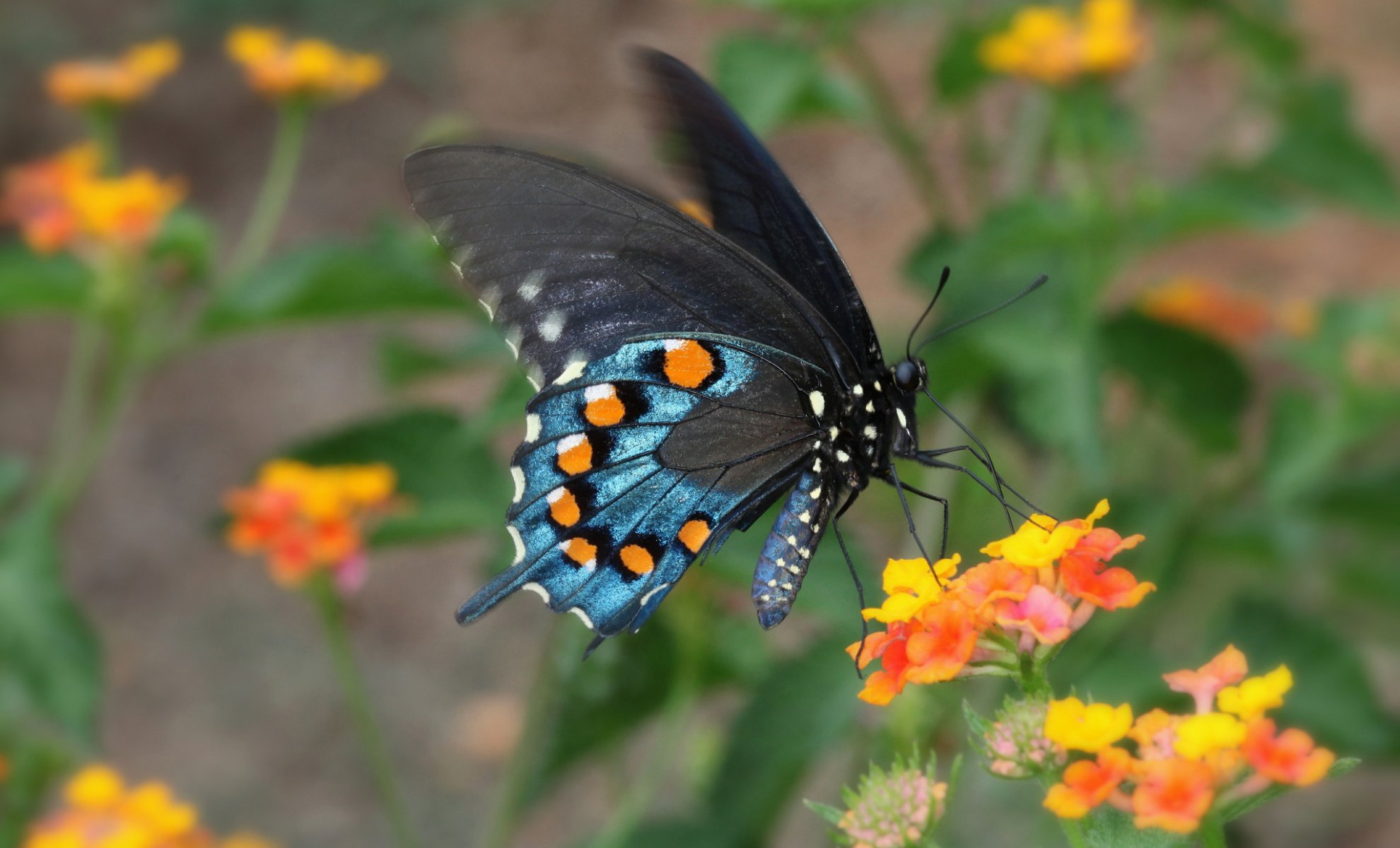 nature fleur papillon papillon de nuit