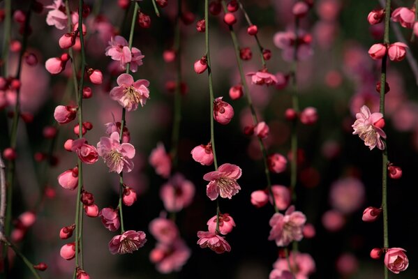 Fleurs roses et bourgeons sur les branches