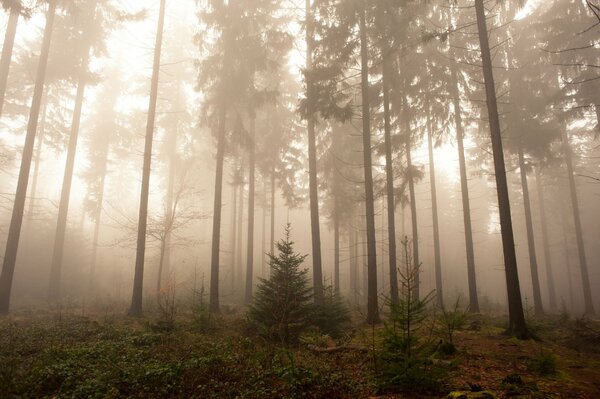 Brouillard dans la forêt, nature, Allemagne