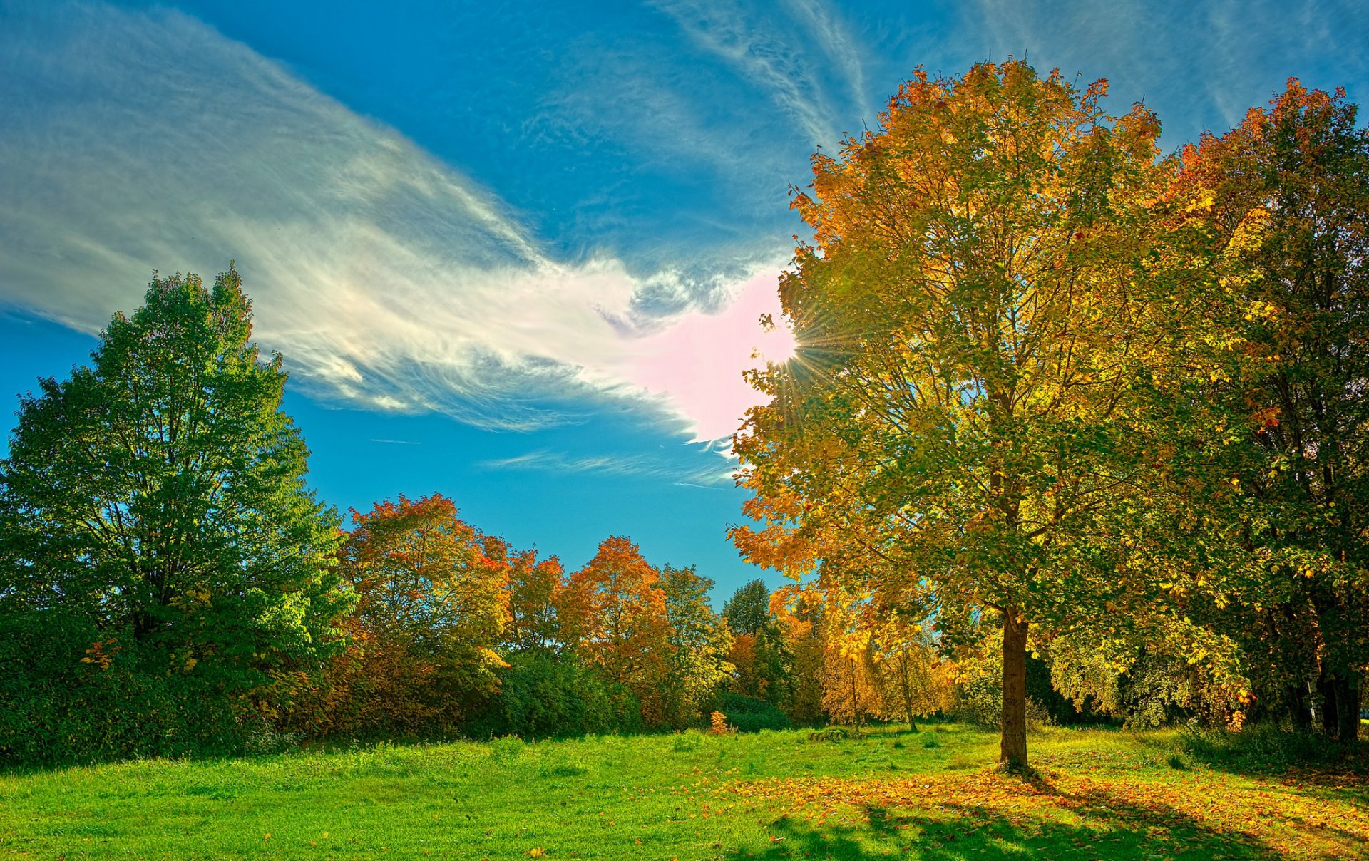 herbe pelouse forêt arbres feuilles ciel nuages rayons soleil lumière jour