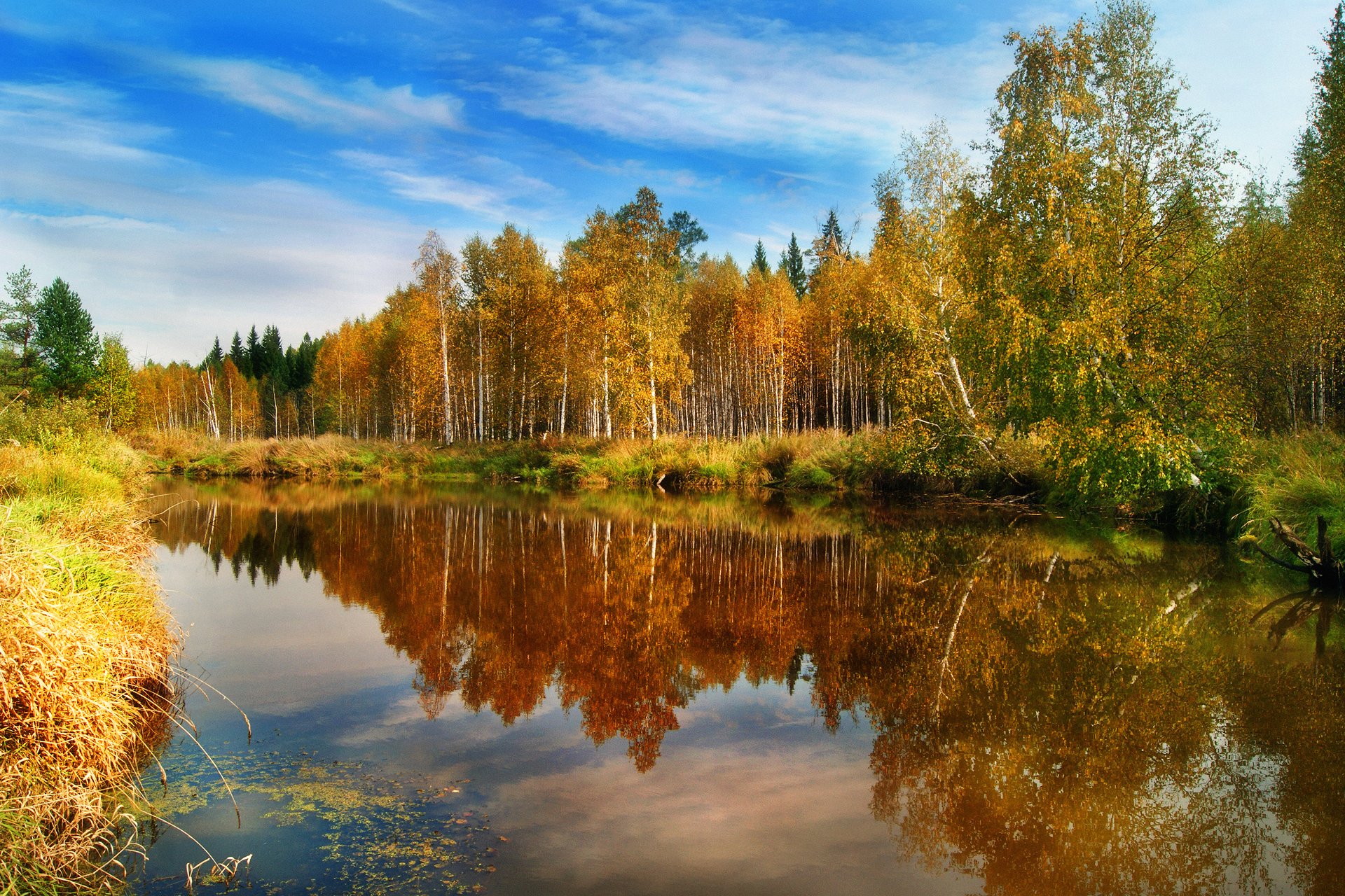 nature forêt automne eau réflexions