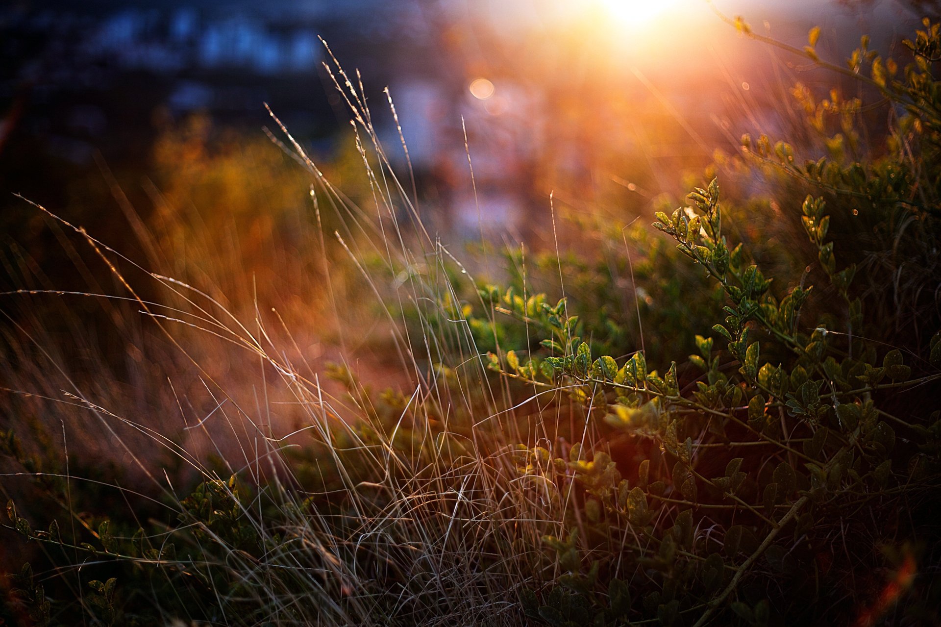 herbe buissons verdure gros plan coucher de soleil
