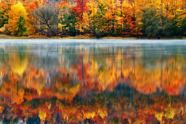 Forêt d automne près d un lac propre