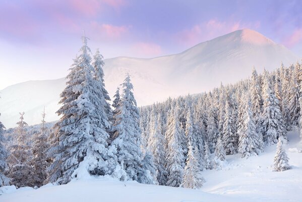 Forêt de pins blancs en hiver