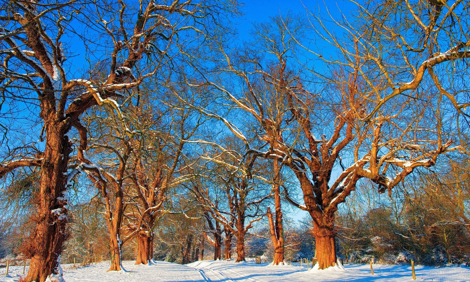 nature arbres branches. neige hiver