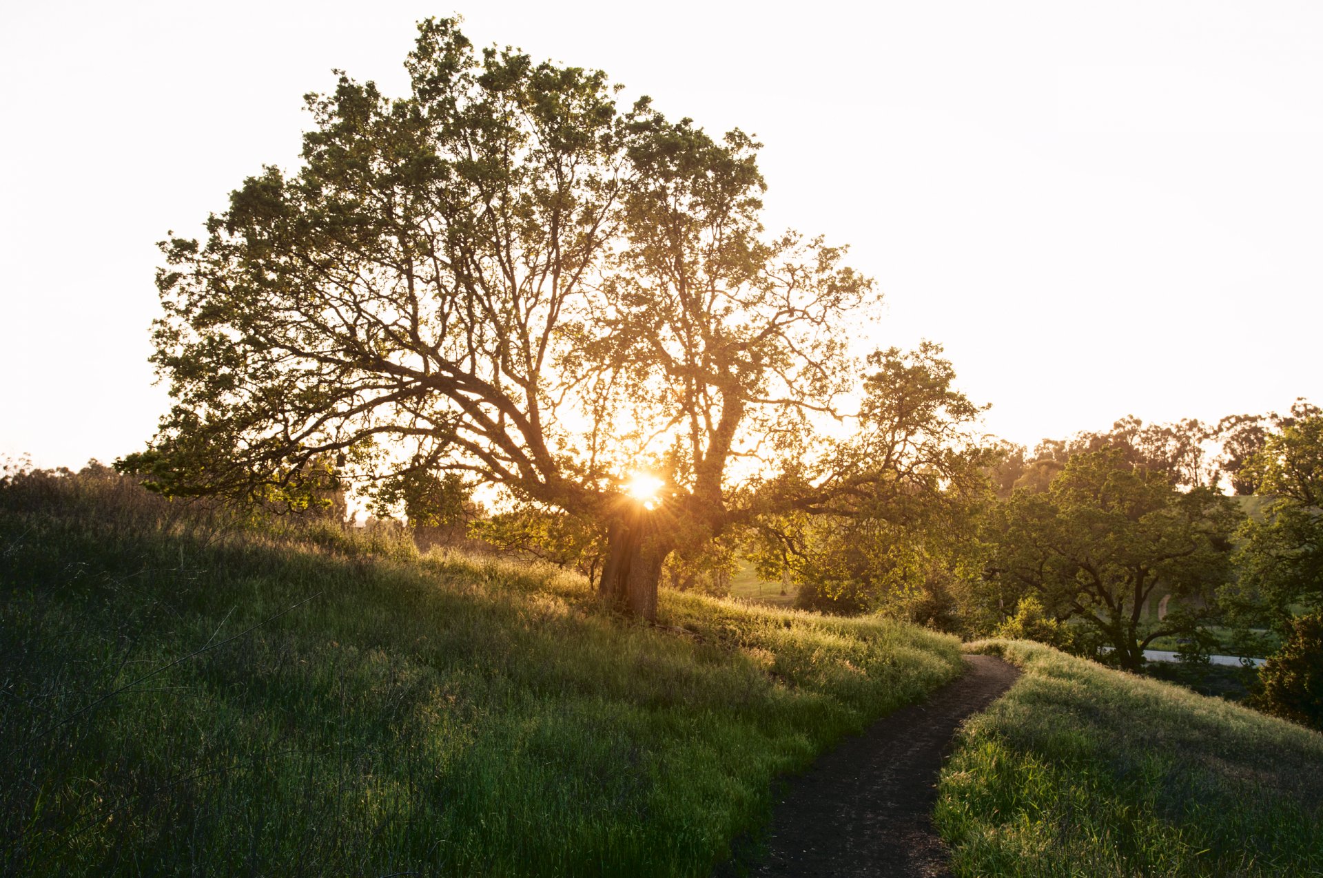 nature printemps arbre sentier point herbe soleil rayons