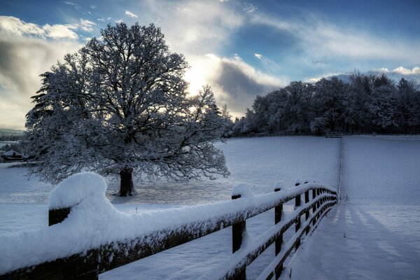 Sentier enneigé. Arbre dans le givre