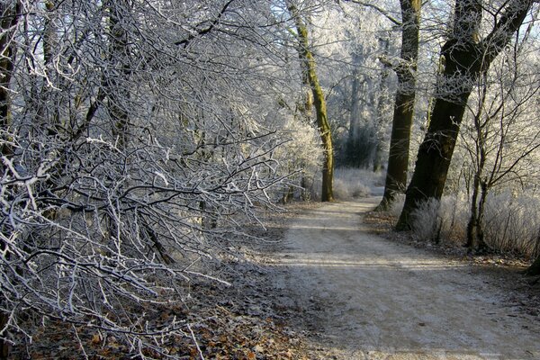 Un sentier d hiver dans la forêt mène au loin