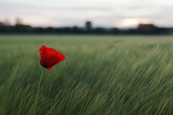 Fleur rouge dans le champ