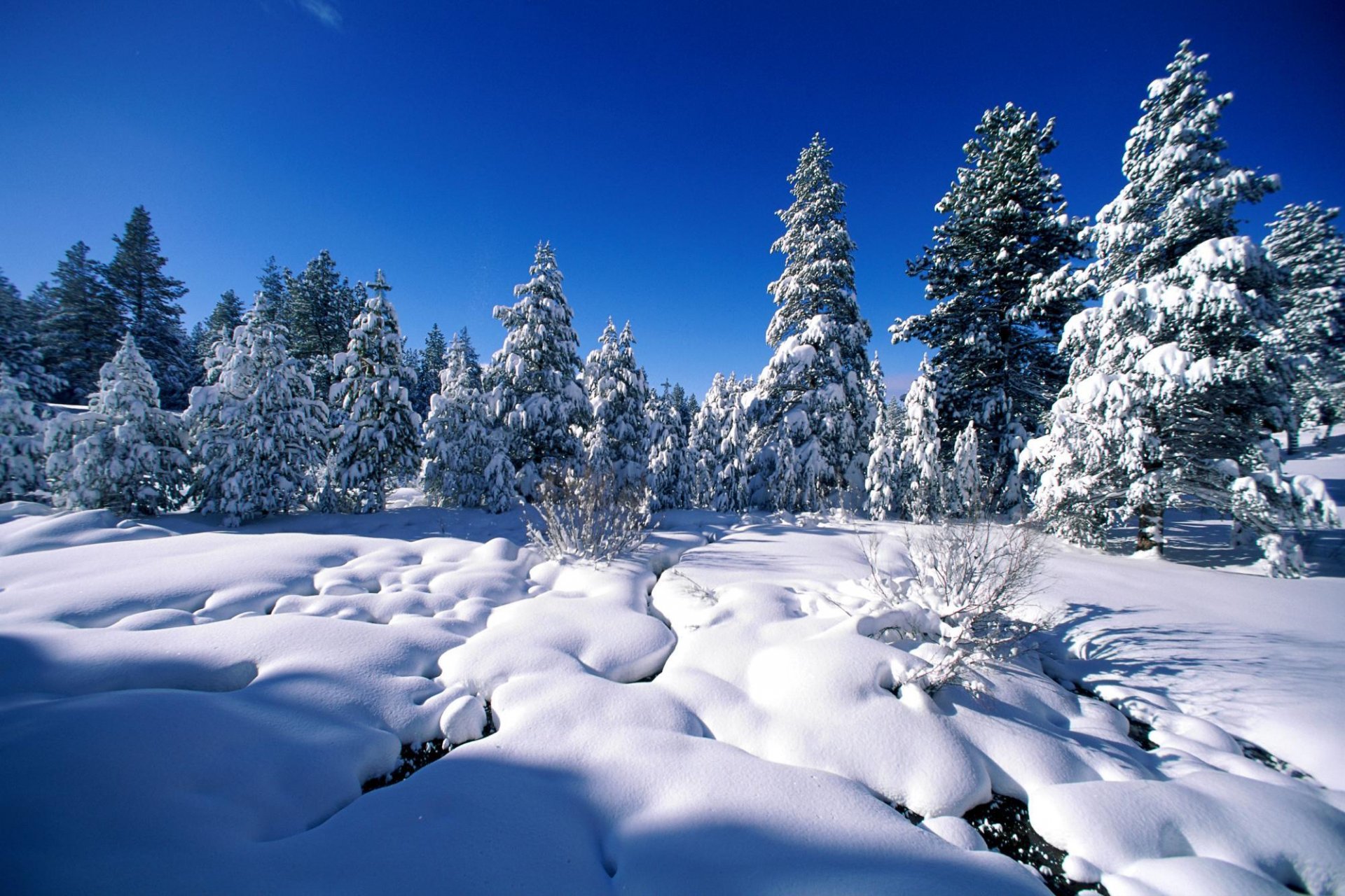 hiver neige arbres pins épinette